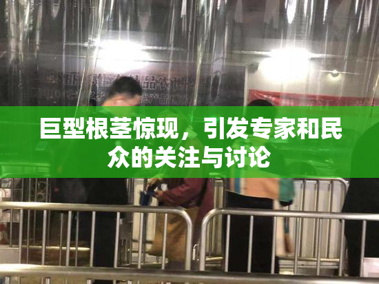 巨型根茎惊现，引发专家和民众的关注与讨论