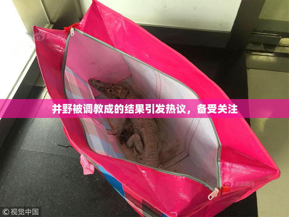 井野被调教成的结果引发热议，备受关注