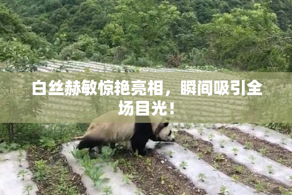 白丝赫敏惊艳亮相，瞬间吸引全场目光！