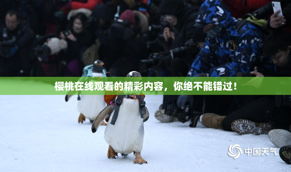 樱桃在线观看的精彩内容，你绝不能错过！
