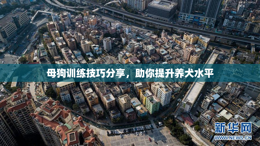 母狗训练技巧分享，助你提升养犬水平