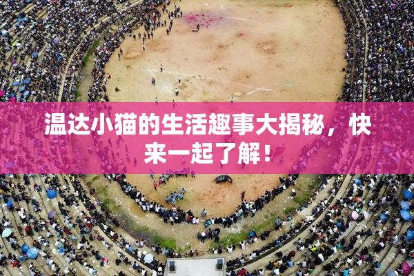 温达小猫的生活趣事大揭秘，快来一起了解！