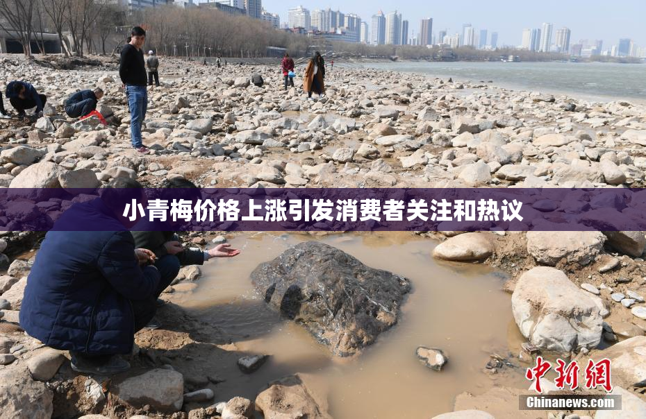 小青梅价格上涨引发消费者关注和热议