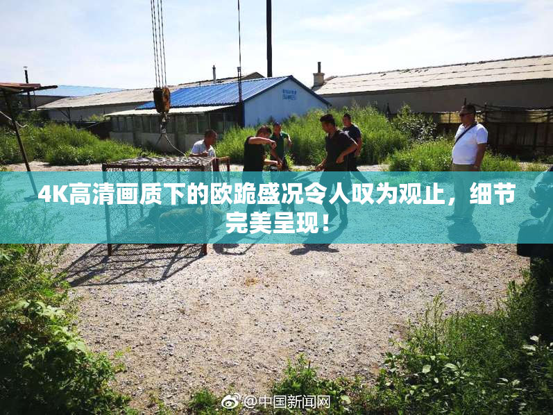 4K高清画质下的欧跪盛况令人叹为观止，细节完美呈现！