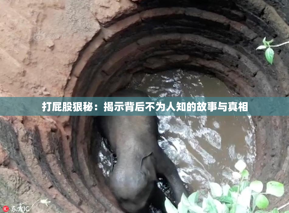 打屁股狠秘：揭示背后不为人知的故事与真相