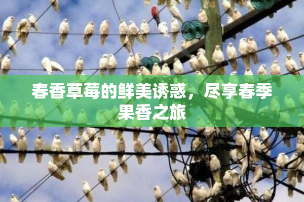 春香草莓的鲜美诱惑，尽享春季果香之旅