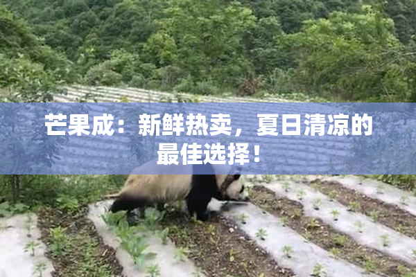 芒果成：新鲜热卖，夏日清凉的最佳选择！
