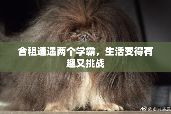 合租遭遇两个学霸，生活变得有趣又挑战