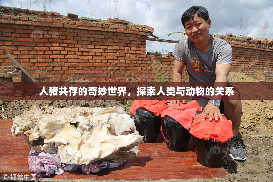 人猪共存的奇妙世界，探索人类与动物的关系