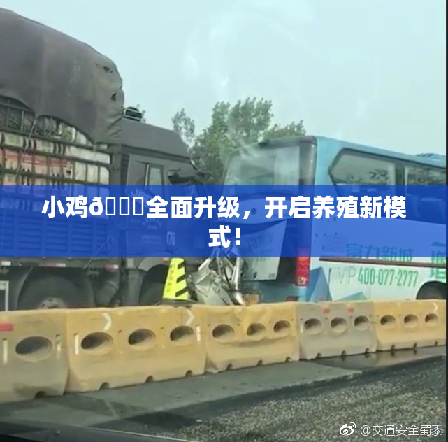 小鸡🐔全面升级，开启养殖新模式！