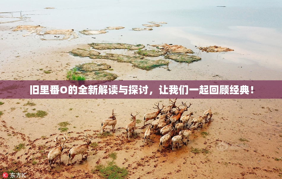 旧里番O的全新解读与探讨，让我们一起回顾经典！