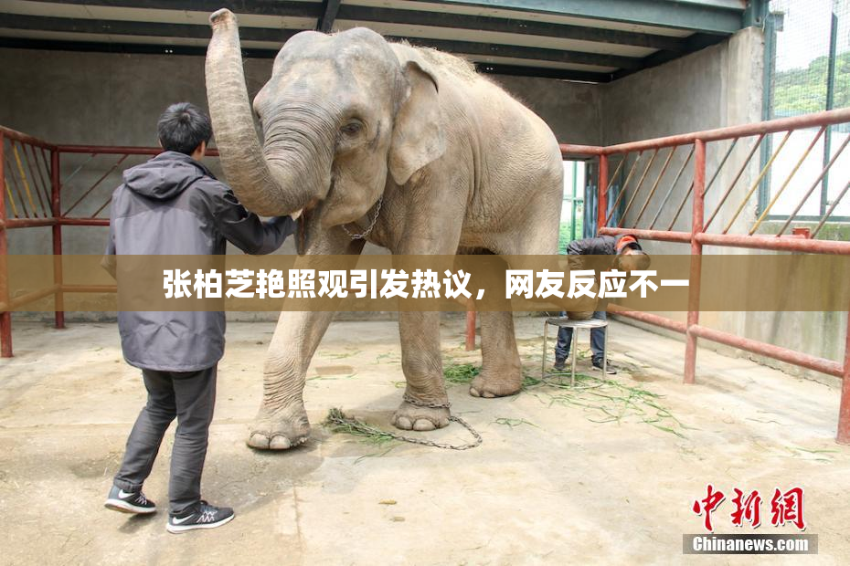 张柏芝艳照观引发热议，网友反应不一
