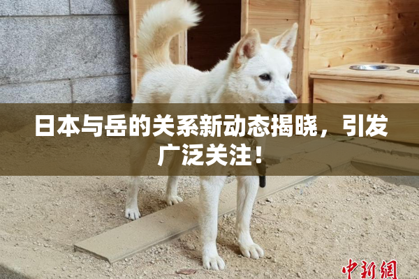 日本与岳的关系新动态揭晓，引发广泛关注！