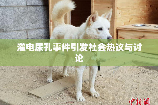 灌电尿孔事件引发社会热议与讨论