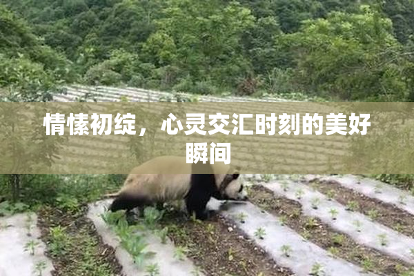 情愫初绽，心灵交汇时刻的美好瞬间
