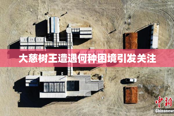 大慈树王遭遇何种困境引发关注