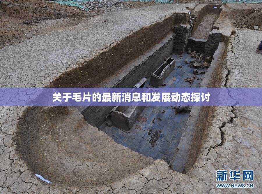 关于毛片的最新消息和发展动态探讨