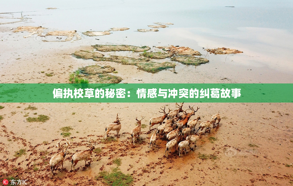 偏执校草的秘密：情感与冲突的纠葛故事