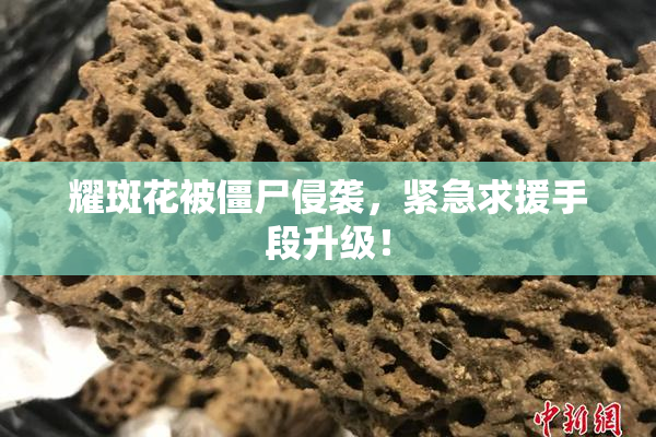 耀斑花被僵尸侵袭，紧急求援手段升级！