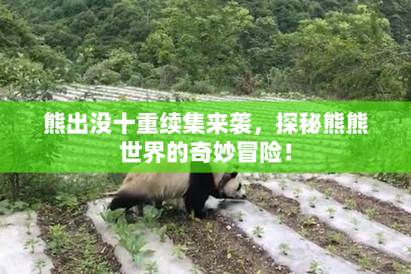 熊出没十重续集来袭，探秘熊熊世界的奇妙冒险！