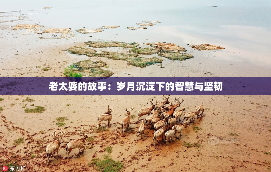 老太婆的故事：岁月沉淀下的智慧与坚韧