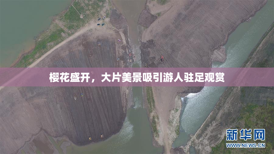 樱花盛开，大片美景吸引游人驻足观赏