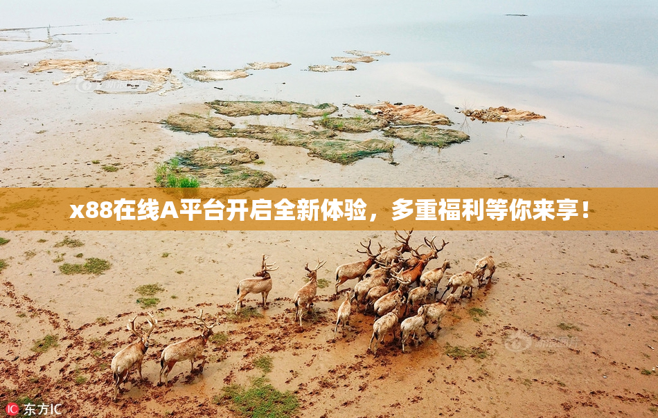 x88在线A平台开启全新体验，多重福利等你来享！