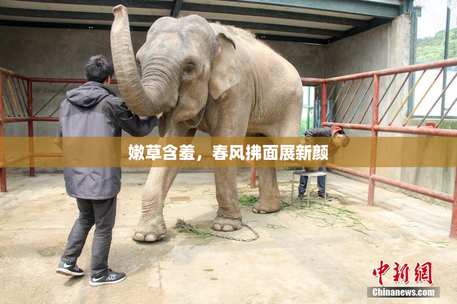 嫩草含羞，春风拂面展新颜
