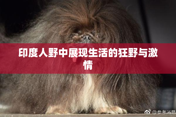 印度人野中展现生活的狂野与激情