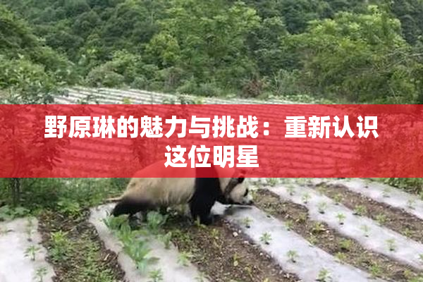 野原琳的魅力与挑战：重新认识这位明星