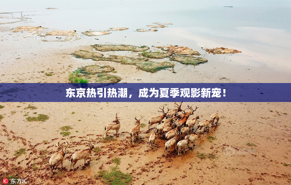 东京热引热潮，成为夏季观影新宠！