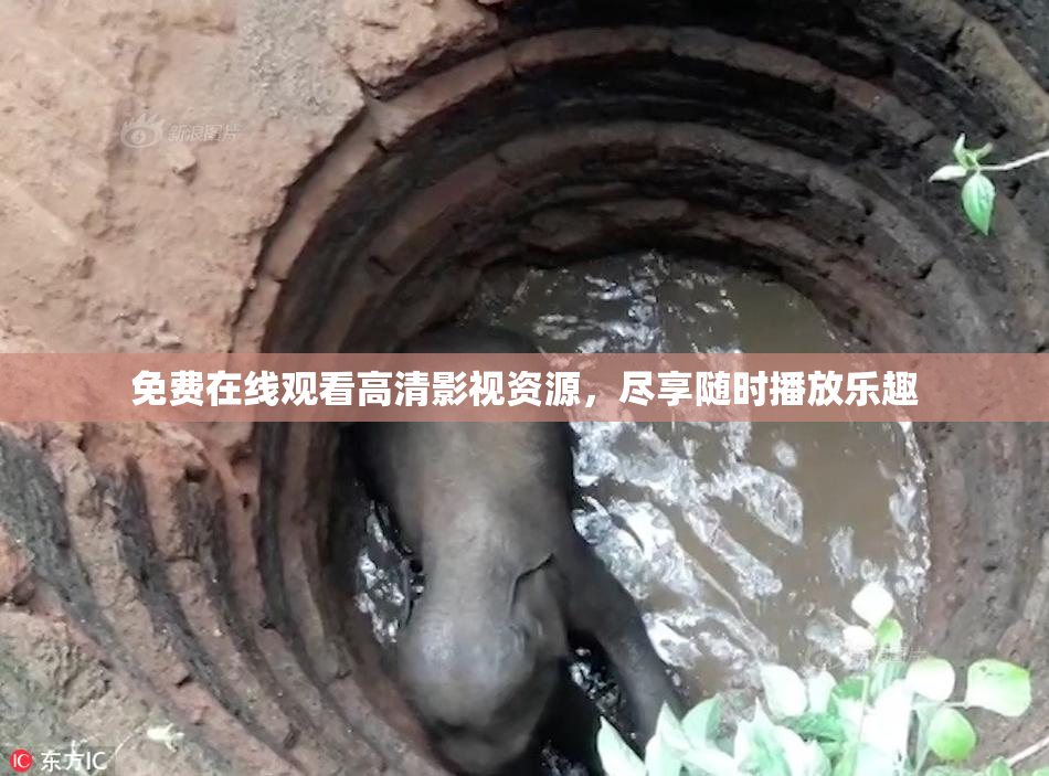 免费在线观看高清影视资源，尽享随时播放乐趣