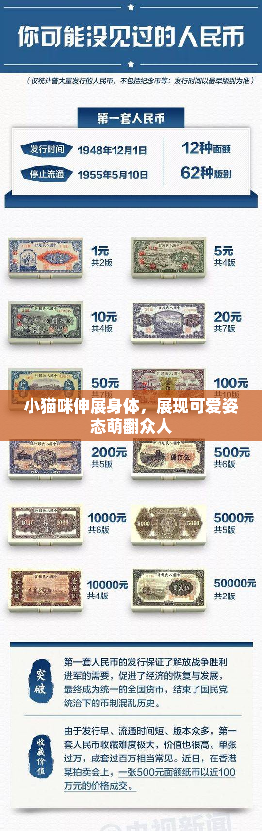 小猫咪伸展身体，展现可爱姿态萌翻众人