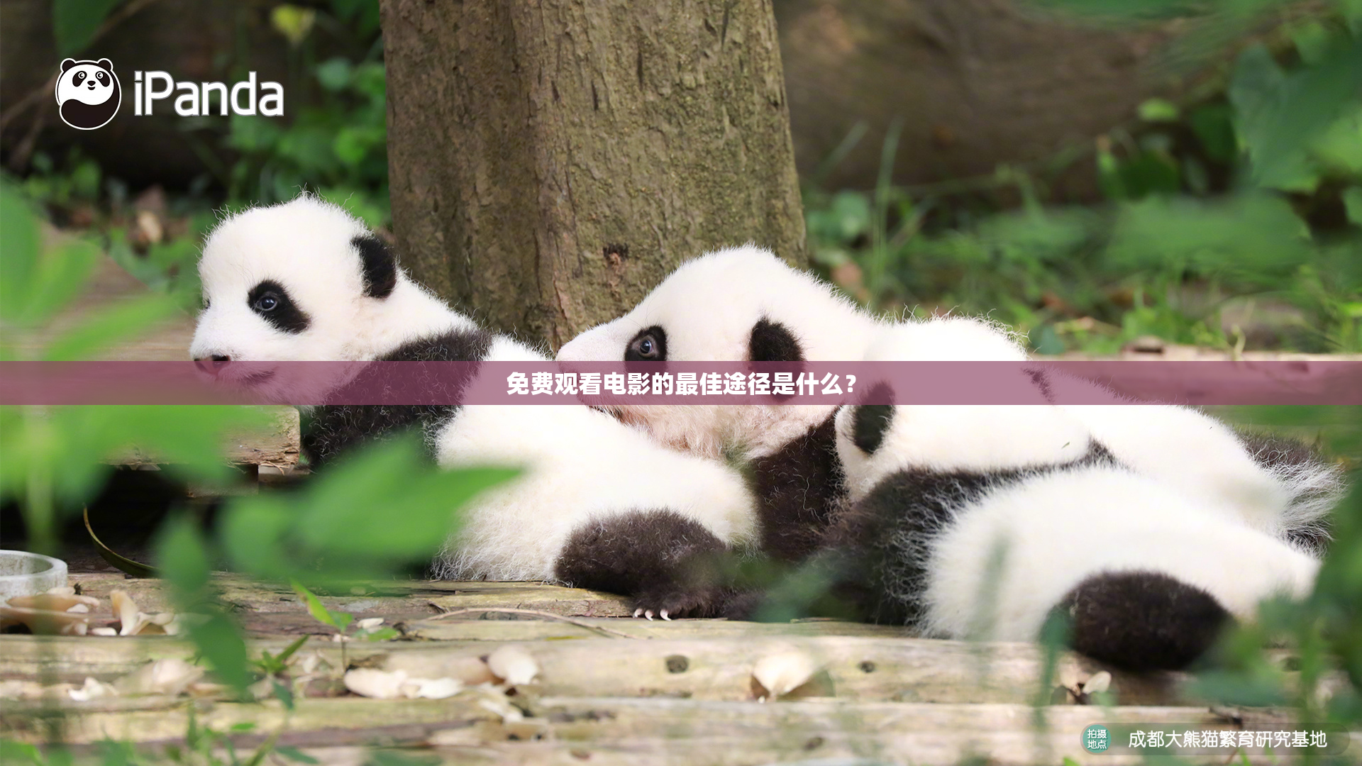 免费观看电影的最佳途径是什么？