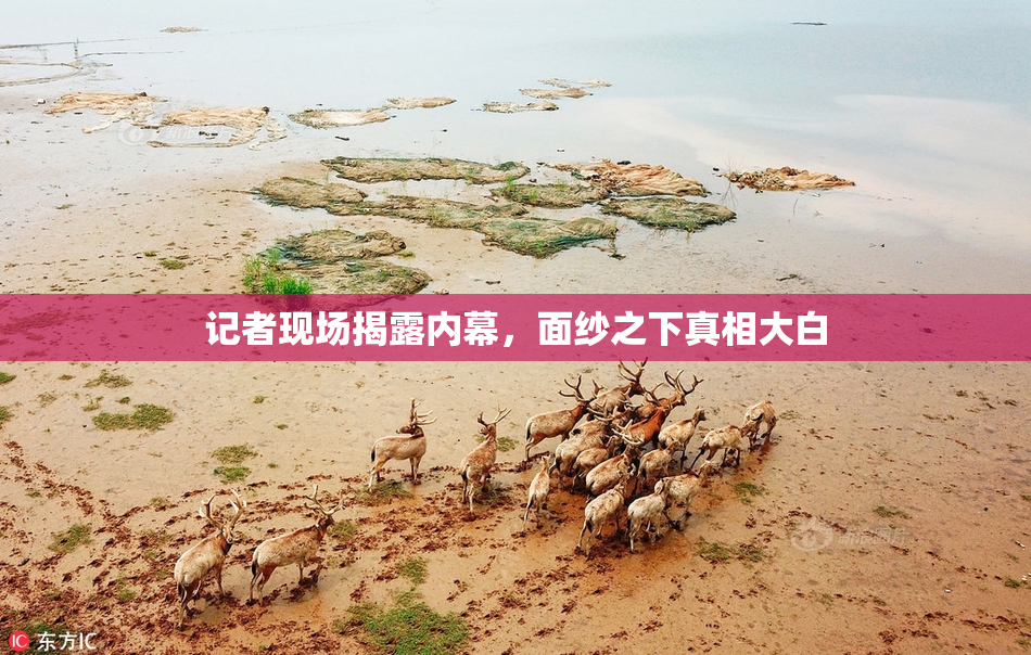 记者现场揭露内幕，面纱之下真相大白