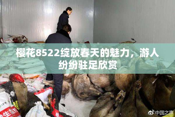 樱花8522绽放春天的魅力，游人纷纷驻足欣赏