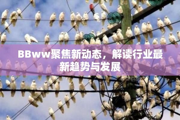 BBww聚焦新动态，解读行业最新趋势与发展