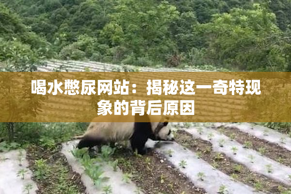 喝水憋尿网站：揭秘这一奇特现象的背后原因
