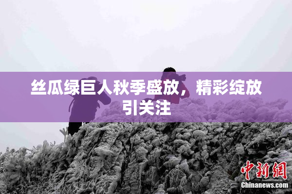 丝瓜绿巨人秋季盛放，精彩绽放引关注