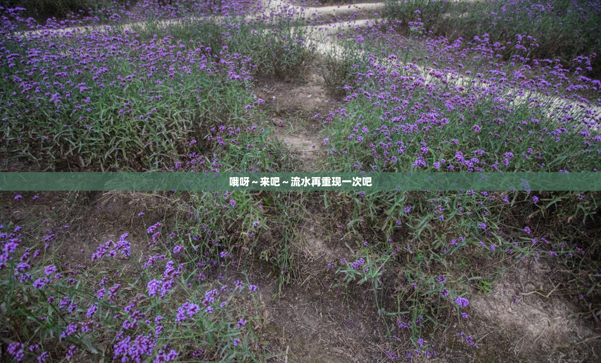 哦呀～来吧～流水再重现一次吧