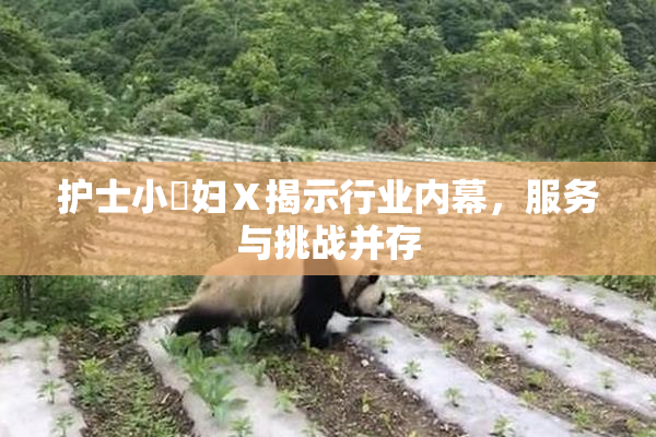 护士小婬妇Ⅹ揭示行业内幕，服务与挑战并存