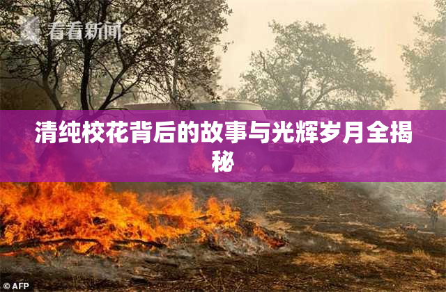 清纯校花背后的故事与光辉岁月全揭秘