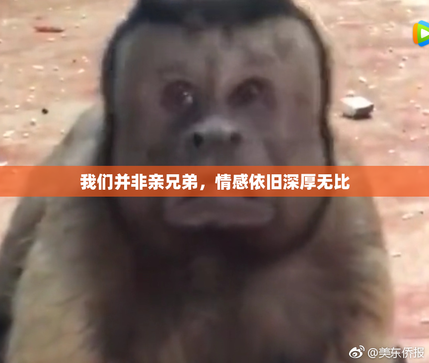 我们并非亲兄弟，情感依旧深厚无比