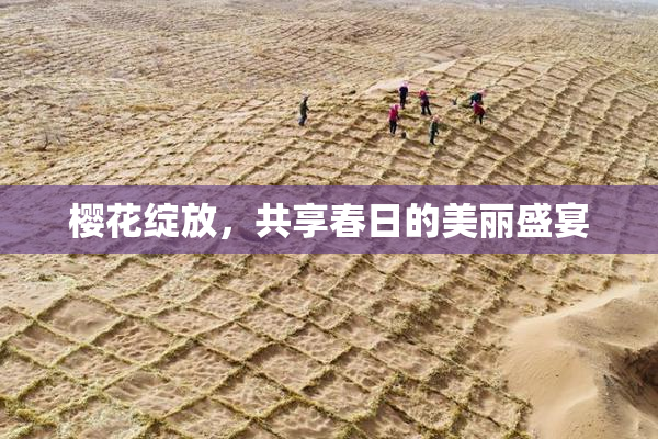 樱花绽放，共享春日的美丽盛宴