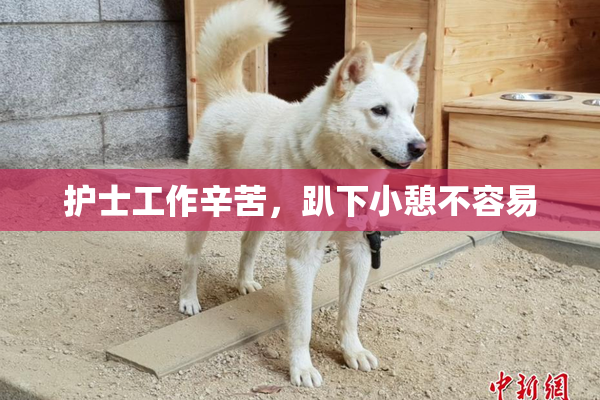护士工作辛苦，趴下小憩不容易