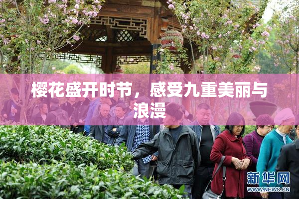 樱花盛开时节，感受九重美丽与浪漫
