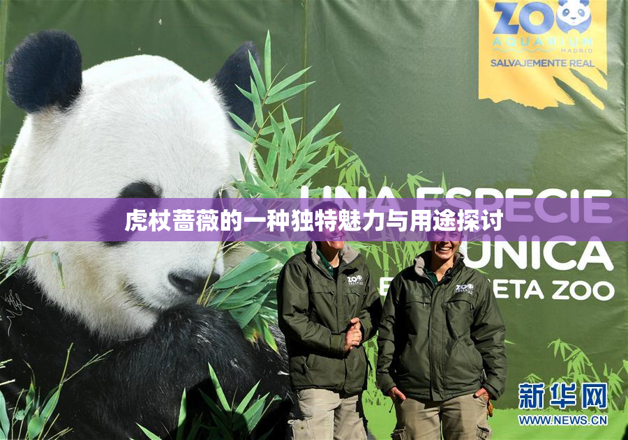 虎杖蔷薇的一种独特魅力与用途探讨