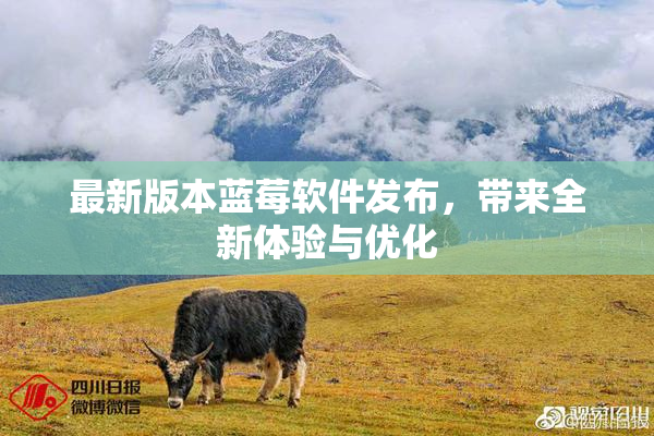 最新版本蓝莓软件发布，带来全新体验与优化