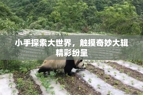小手探索大世界，触摸奇妙大辑精彩纷呈