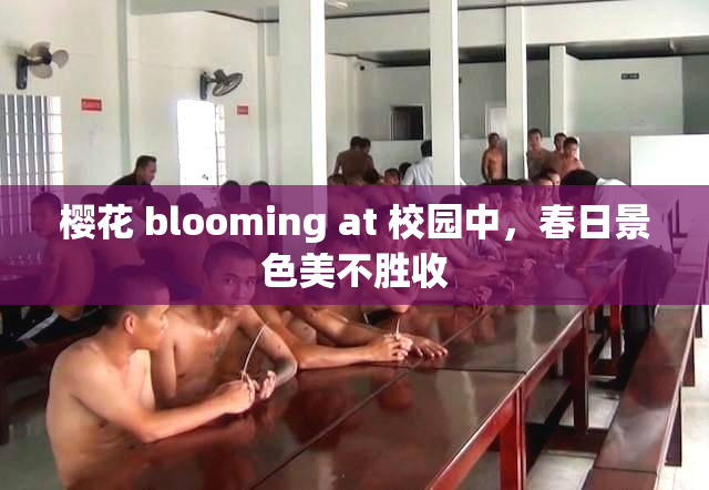 樱花 blooming at 校园中，春日景色美不胜收